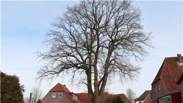 Ortsbildprägend: Die Schmiedeeiche in Heeslingen hat eine kugelförmige Krone und der Stamm teilt sich in drei Meter Höhe in vier etwa gleichstarke Stämmlinge. Der Baum, soll als Naturdenkmal geschützt werden.