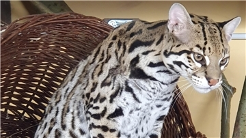 Ozelot-Kater Thiago