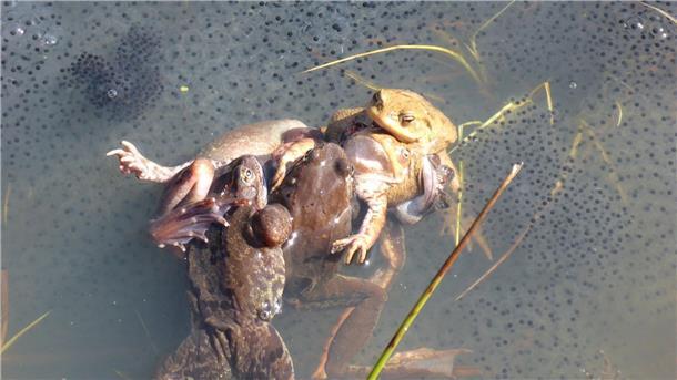 Grasfroschweibchen entgehen Männchen durch Totstellen Paarungszene bei Grasfröschen: Manchmal klammern viele Männchen ein Weibchen. Die Forscher sprechen hierbei von einem „Paarungsball“, der für Weibchen häufig tödlich ende.