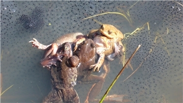 Paarungszene bei Grasfröschen: Manchmal klammern viele Männchen ein Weibchen. Die Forscher sprechen hierbei von einem „Paarungsball“, der für Weibchen häufig tödlich ende.