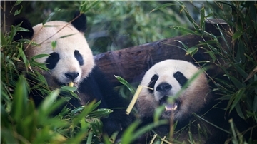 Pandabären ernähren sich am liebsten von Bambus.