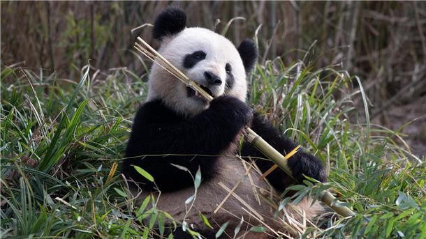 Pandaweibchen Meng Meng wurde künstlich besamt Pandaweibchen Meng Meng läßt es sich im Zoo Berlin schmecken.