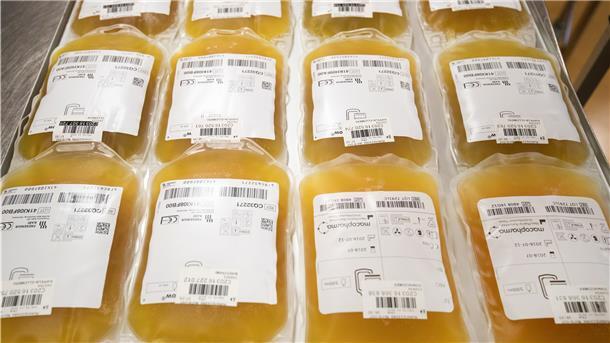 Beutel mit gespendetem Plasma mit Antikörpern gegen das Corona-Virus. 