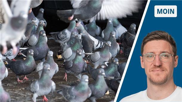 Geteiltes Bild: Tauben und der Autor Robert Ebner