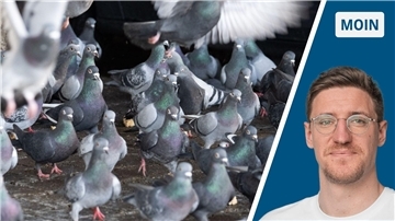 Geteiltes Bild: Tauben und der Autor Robert Ebner