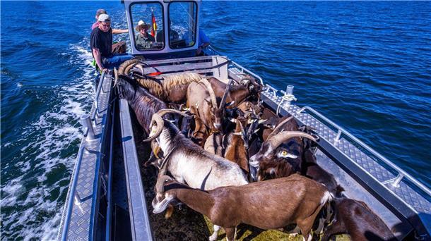 Per Boot werden die 22 tierischen Landschaftspfleger auf die Vogelschutzinsel Walfisch in der Wismarbucht gebracht.