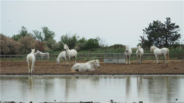 Klimawandel bedroht Naturparadies Pferde in der Camargue auf einer Koppel. Der Klimawandel hinterlässt in dem südfranzösischen Delta seine Spuren.