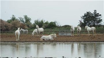 Pferde in der Camargue auf einer Koppel. Der Klimawandel hinterlässt in dem südfranzösischen Delta seine Spuren.