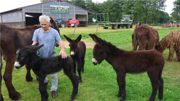 Bild von Pferdeoase-Besitzer Bernhard Kutz inmitten seiner Eselherde.