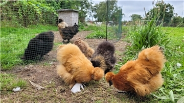Hühner im Garten Nordholz