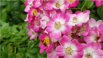 Pflegetipps für den perfekten Rosengarten: Werden Rosen im Herbst gepflanzt, können sie vor Wintereinbruch noch Wurzeln bilden.