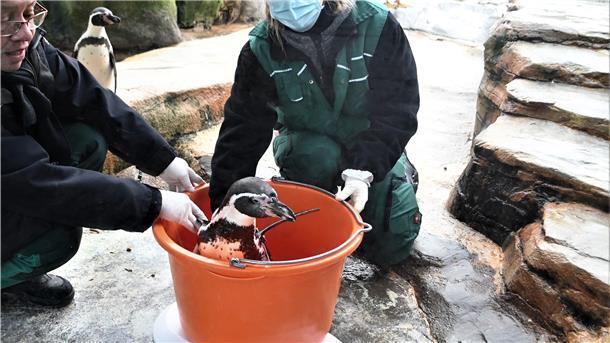 Pinguin Inventur 2021 - 4,8 Kilogramm wiegt Pinguin „Z“.