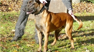 Polizeihund