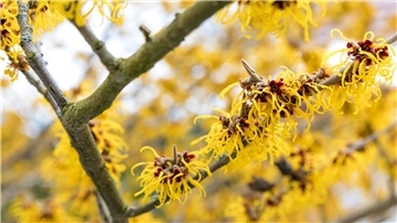 Prächtig gelb blüht eine Zaubernuss (Hamamelis) in einem Vorgarten.