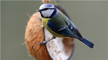 Eine Blaumeise sitzt an einer halben aufgehängten Kokosnuss, die mit Vogelfutter gefüttert ist. 