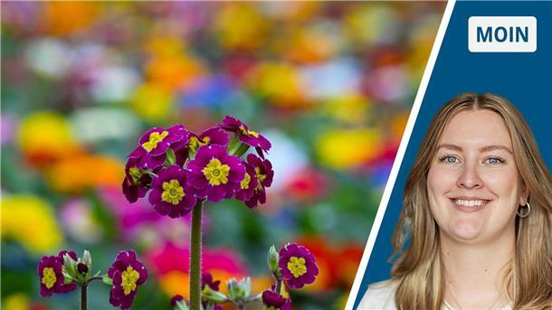 Primeln und Sophie Schliephake