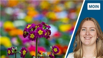 Primeln und Sophie Schliephake