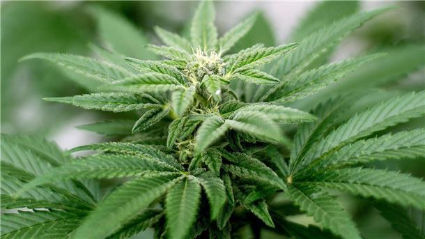 Privater Cannabis-Anbau ist seit dem 1. April legal.