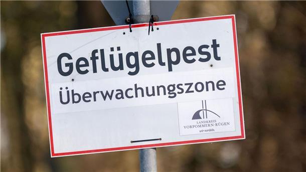 Pro getötetem Tier können Tierhalterinnen und Tierhalter bis zu 50 Euro erhalten. (Symbolbild)
