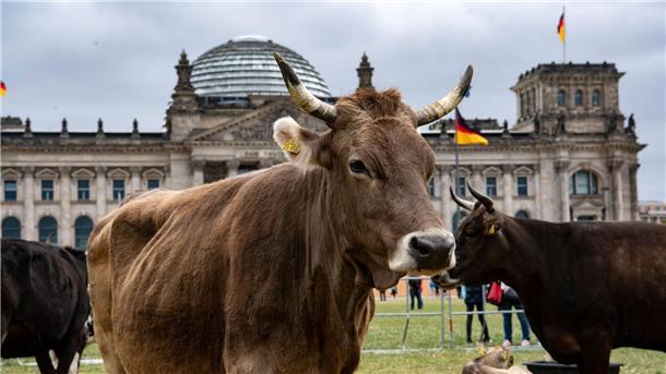 Protest-Aktion vor dem Reichstag. Immer weniger Rinder habe Zugang zu einer Weide.