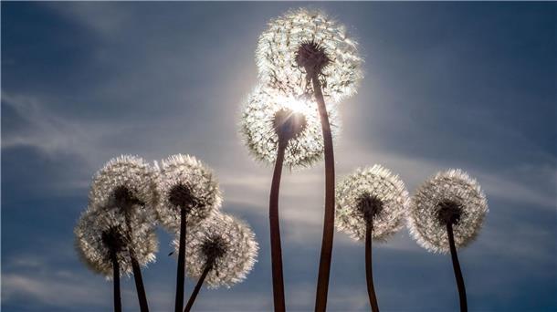Pusteblumen 
