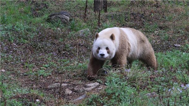 Seltene Laune der Natur: Ein Panda im Kakao-Look Qizai ist der einzige braune Panda, der in Gefangenschaft lebt.