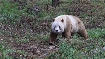 Qizai ist der einzige braune Panda, der in Gefangenschaft lebt.