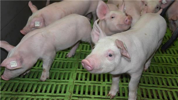 Das Foto zeigt ein paar Ferkel im Stall. 