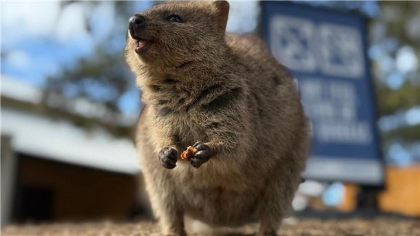 Quokkas sehen so aus, als würden sie lächeln.