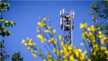 Ein Funkmast ragt hinter gelben Blüten in den blauen Himmel.