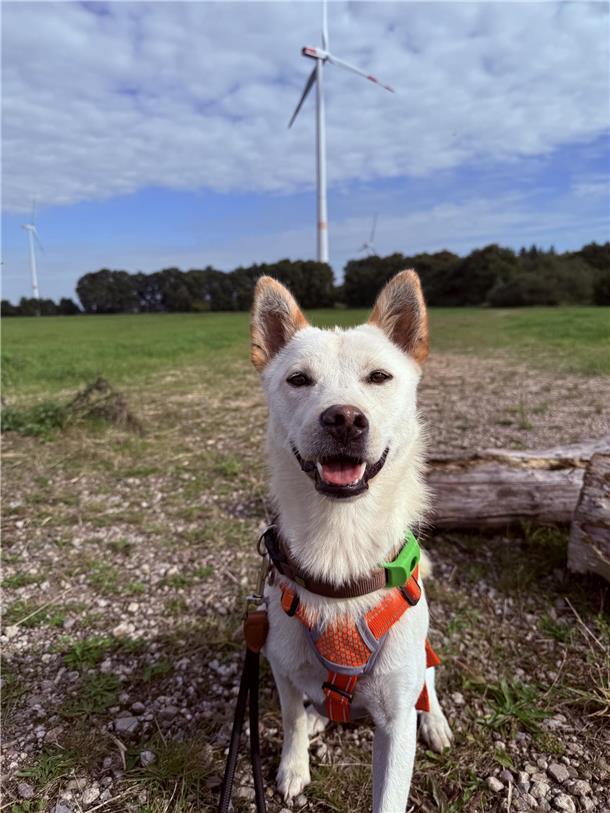 Ranji, ein korean Jindo Dog, kommt ursprünglich aus Südkorea. Vor drei Wochen wu...