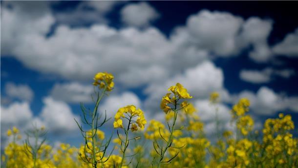 Der April bringt weitere Wetterkapriolen Raps blüht auf einem Feld in Nordsachsen.