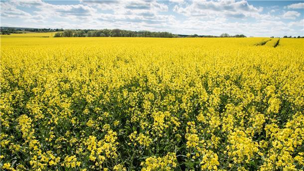 Gelbe Pracht: Ein Rapsfeld steht in voller Blüte.