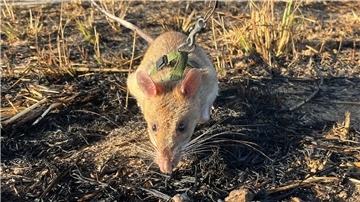 Ratte Baraka wittert auf einem Minenfeld nach vergrabenem Sprengstoff.