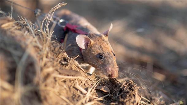 Minensuch-Ratte Ronin bricht in Kambodscha alle Rekorde Ratten sind hervorragende Schnüffler.