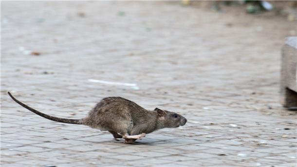 New York sucht Rattenfänger „Ratten werden dieses Jobangebot hassen“, heißt es in einer Stellenausschreibung der New Yorker Stadtverwaltung.