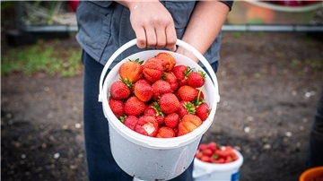 Raus aufs Feld: Die Saison hat mit Verspätung begonnen, aber jetzt kann man auch im Cuxland selbst Erdbeeren pflücken.