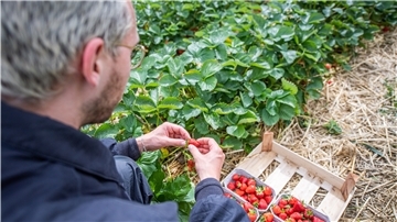 Raus aufs Feld: Die Saison hat mit Verspätung begonnen, aber jetzt kann man auch im Cuxland selbst Erdbeeren pflücken.