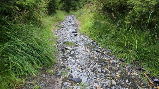 Niederschläge helfen beim Aufbau neuer Baumkulturen Regenwasser fließt über einen Wanderweg im Oberharz.
