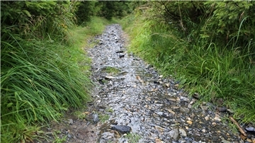 Niederschläge helfen beim Aufbau neuer Baumkulturen Regenwasser fließt über einen Wanderweg im Oberharz.