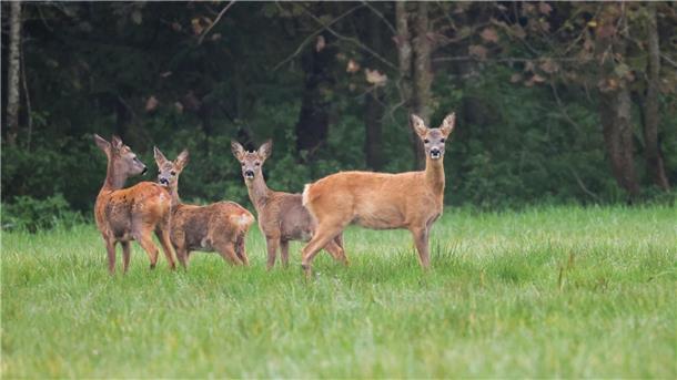 Rehe halten Ausschau.