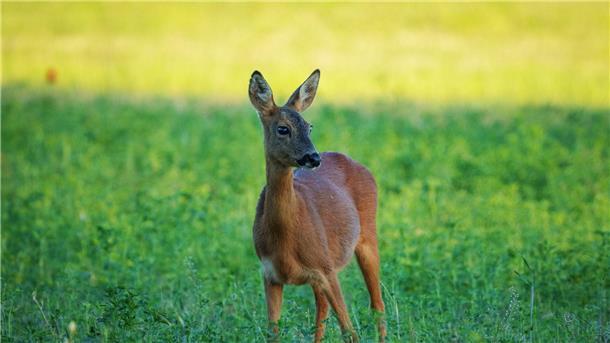 Rehe knabbern gern an jungen Bäumen. Das ist ein Problem für die Aufforstung.