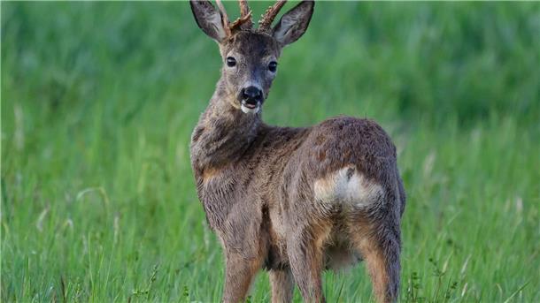 Reh in Varel aus Hafenbecken gerettet Rehe können schwimmen, aber nicht aus Hafenbecken klettern. Deshalb war das Tier auf menschliche Hilfe angewiesen (Symbolbild).