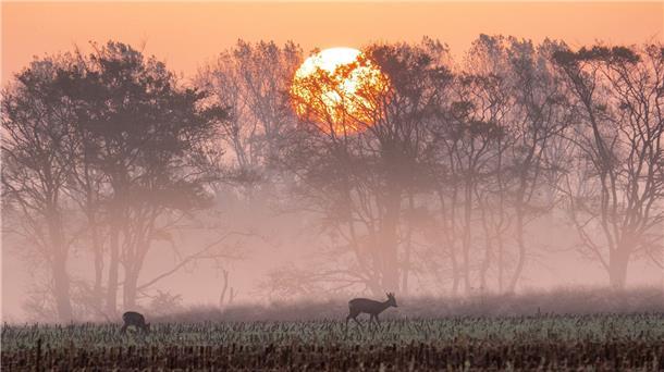Rehe stehen im Sonnenaufgang auf einem abgeernteten Maisfeld und fressen.