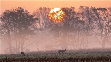 Rehe stehen im Sonnenaufgang auf einem abgeernteten Maisfeld und fressen.