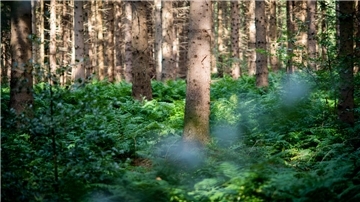 Reinkenheider Forst: Mischwald aus Nadel- und Blattgehölzen steht auf dem Areal.