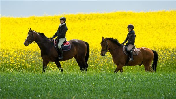  Zwei Frauen reiten auf ihren Pferden an einem blühenden Rapsfeld entlang.