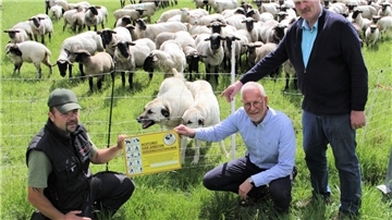 René Krüger, Thomas Ströer und Hans-Otto Hancken (v. l. ) freuen sich über den Einsatz von Kangals als Herdenschutzhunde bei der Deichschäferei Süd in Wersabe