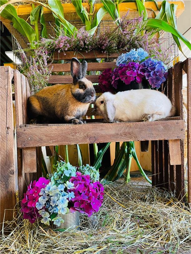 Zwei Kaninchen. Riesen und Zwerge: In der Waldhalle Sandbostel zeigen Züchter rund 250 Rassekaninchen.