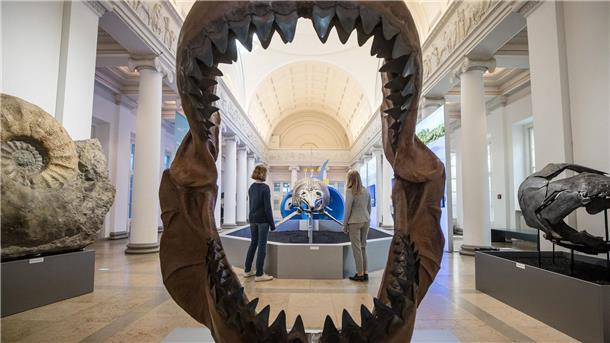 Riesig war der Megalodon mit gut 24 Metern Länge wahrscheinlich durchaus. (Archivbild)